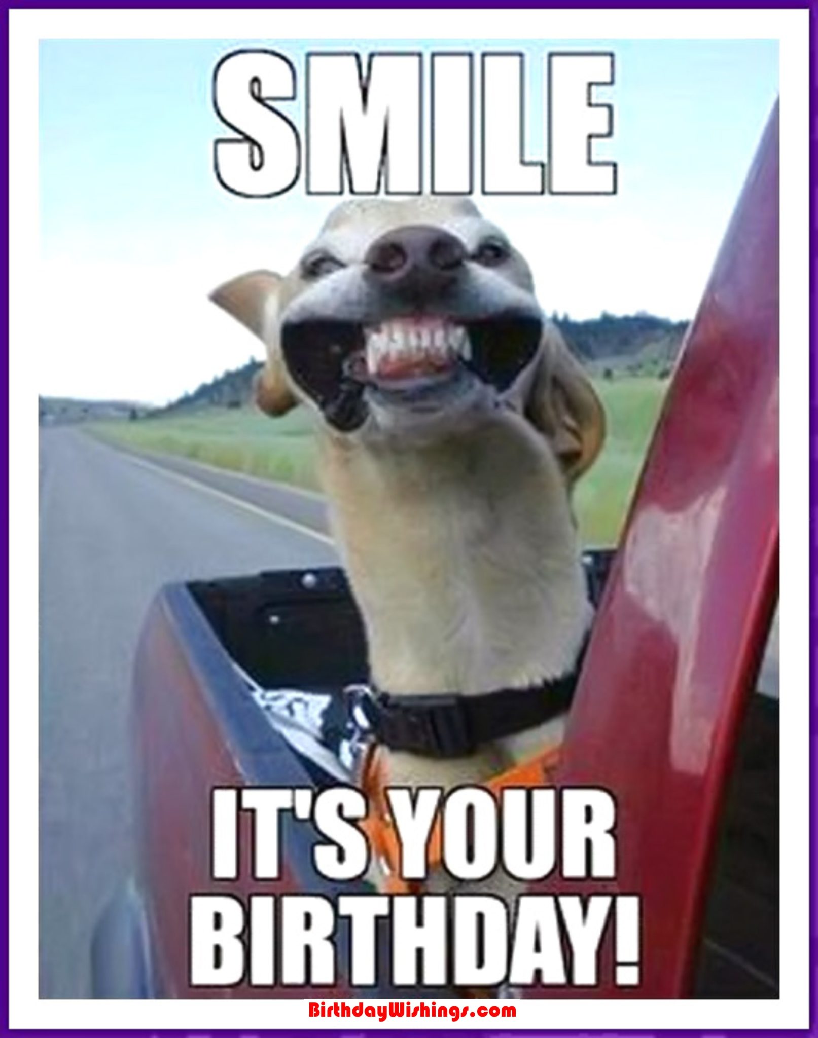 Funny Happy Birthday Memes With Cats Dogs Funny Animals