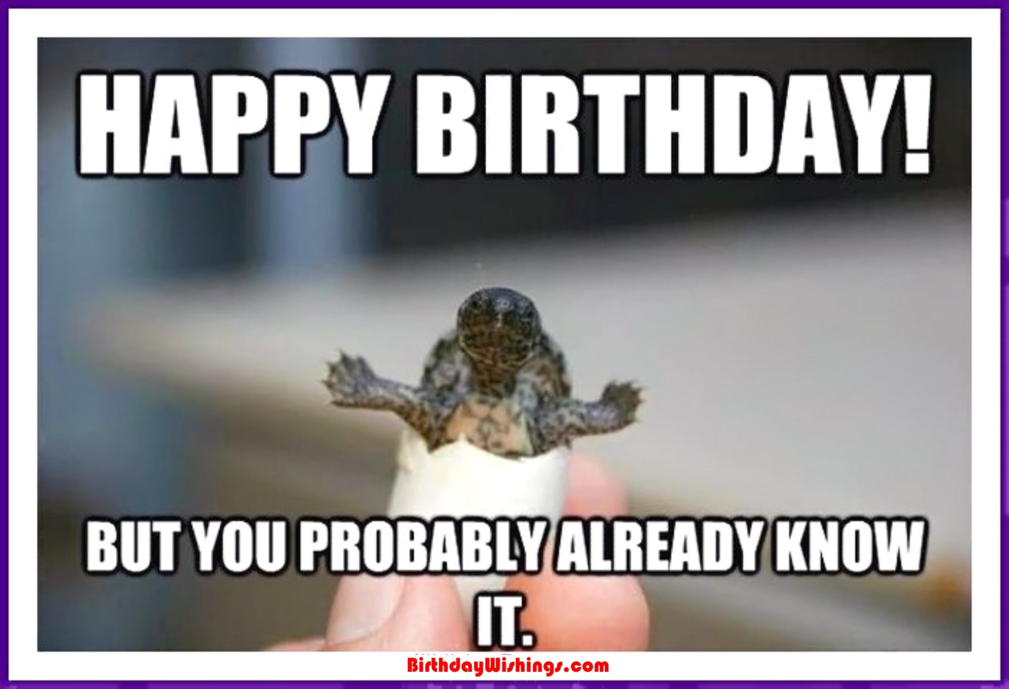 Funny Happy Birthday Memes With cats, Dogs & Funny Animals