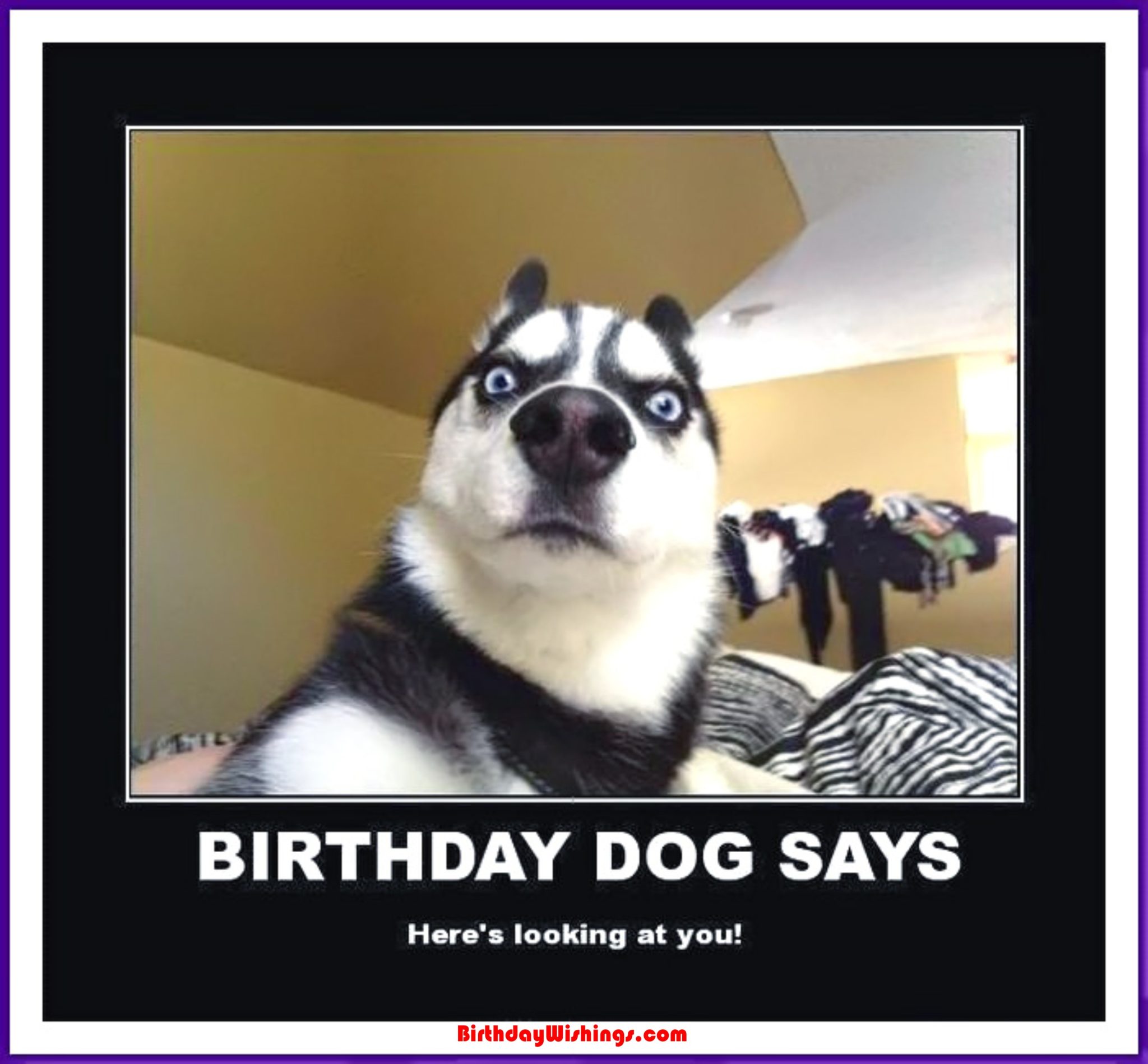 Funny Happy Birthday Memes With Cats Dogs Funny Animals
