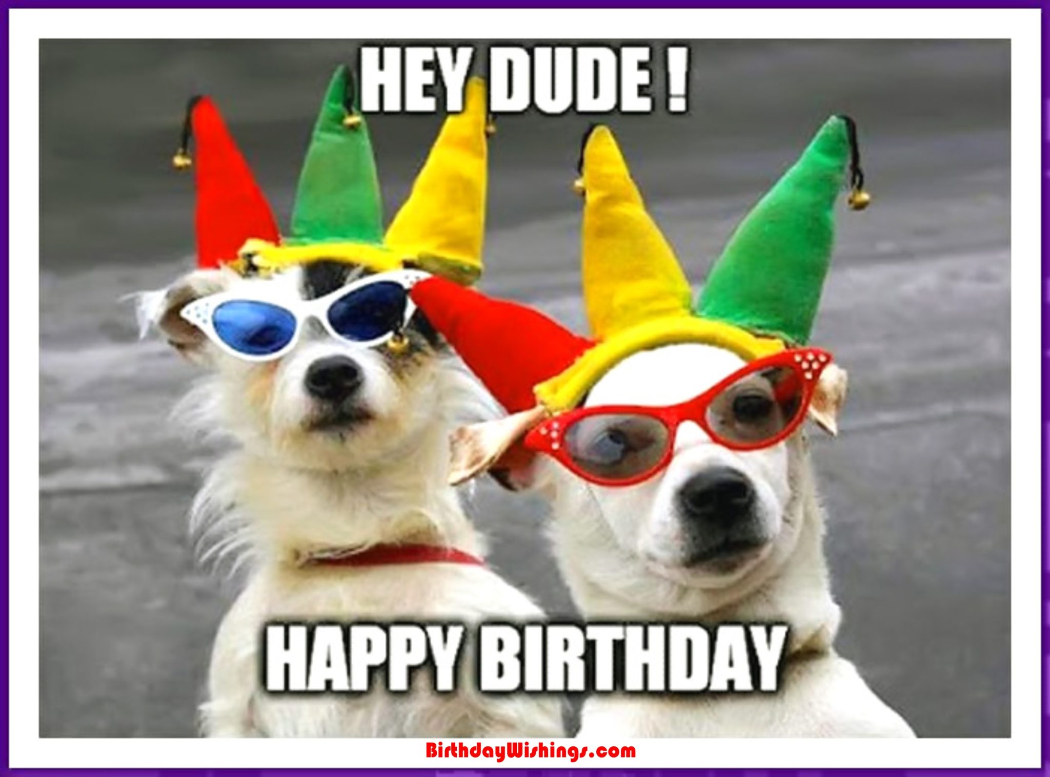 Funny Happy Birthday Memes With cats, Dogs & Funny Animals