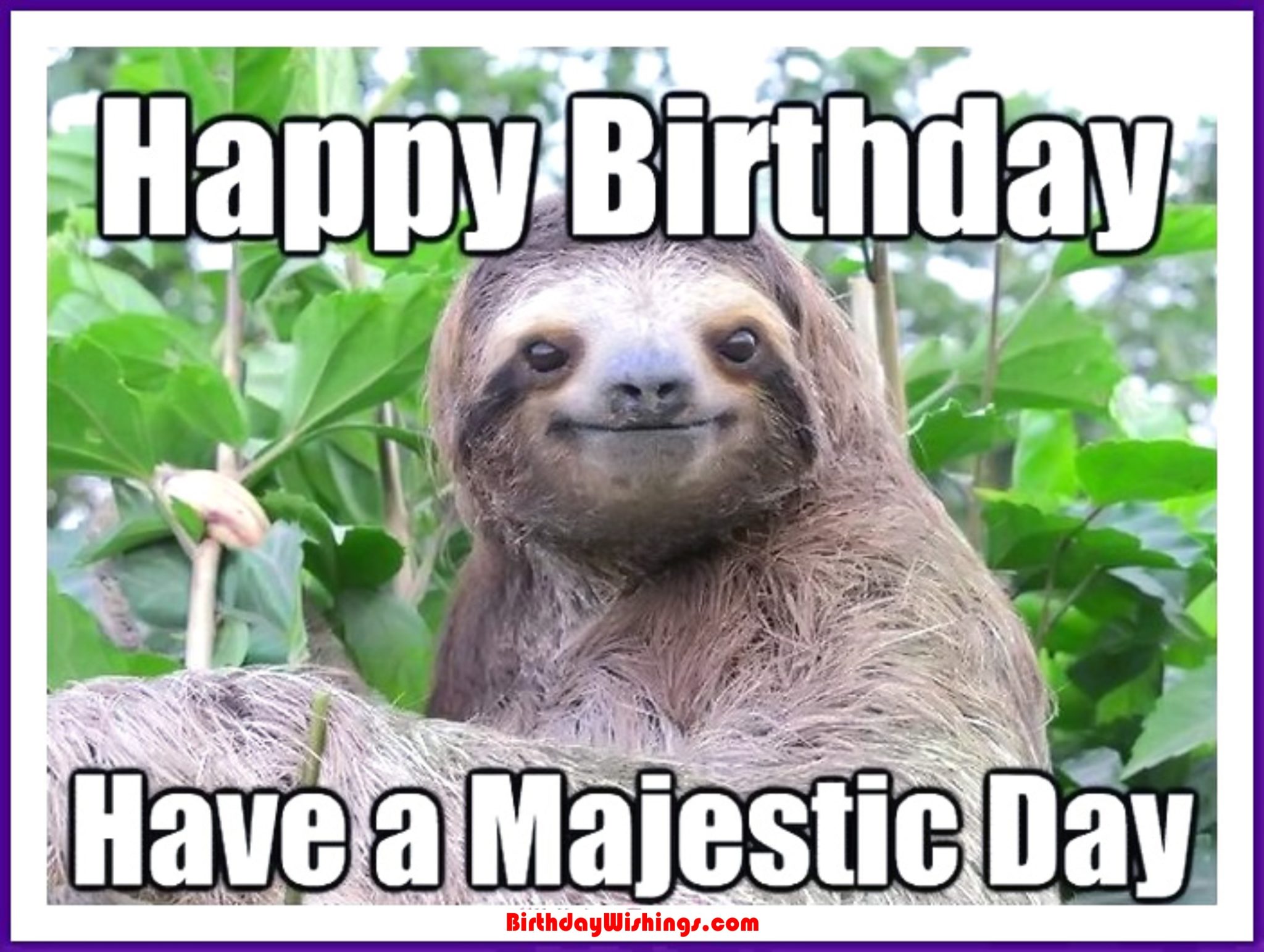 Happy Birthday Memes With Funny Cats Dogs And Animals - vrogue.co