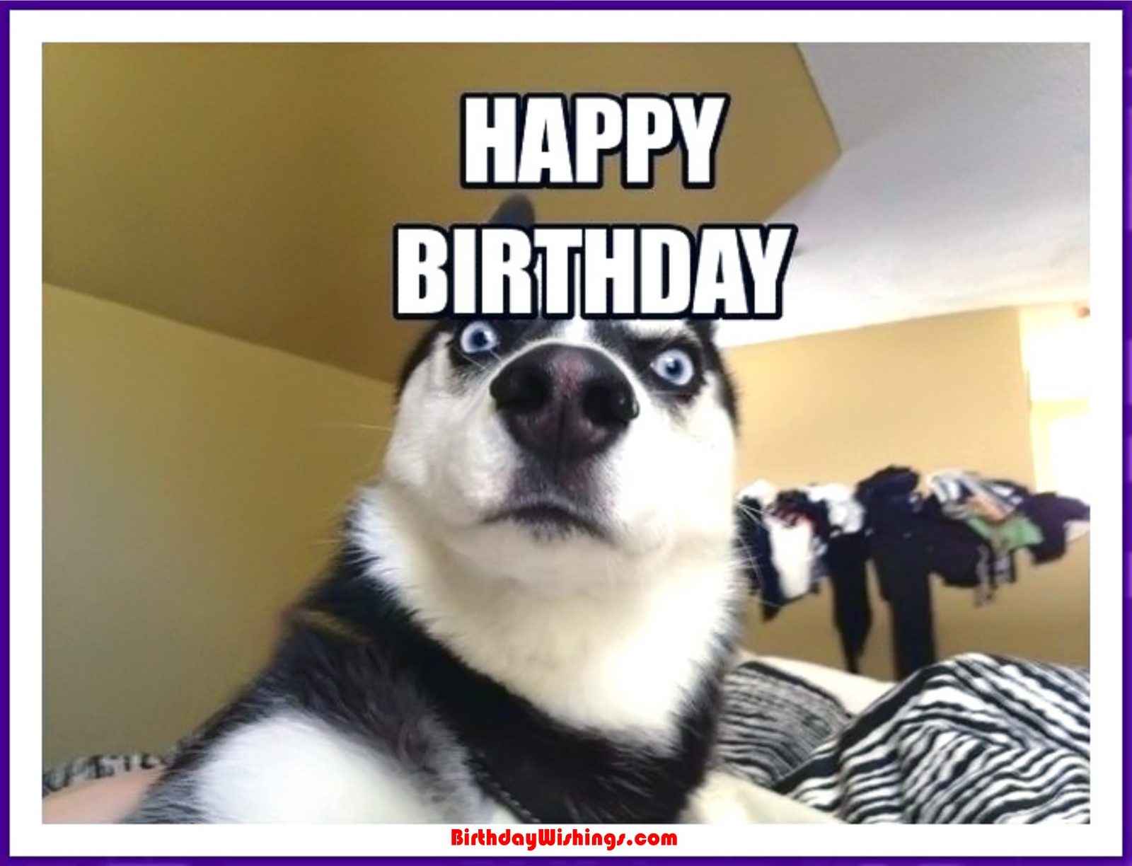 Funny Happy Birthday Memes With Cats, Dogs & Funny Animals